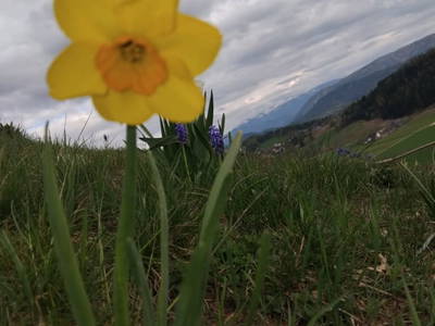 Bild 70 aus  Himmelbauer