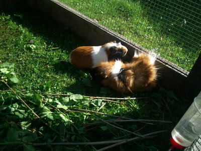 Bild 49 aus  Kräuterbauernhof Rosenkranz