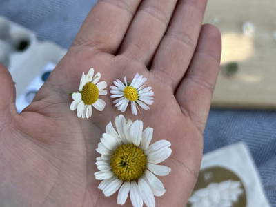 Bild 166 aus  Naturhof Innauer