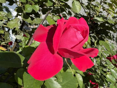 Bild 92 aus  Vorderkasbichlhof - Pension Schmiderer