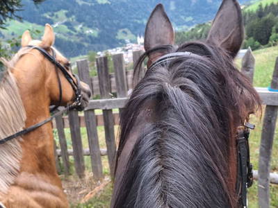 Bild 5 aus  Reiterhof Romanasa