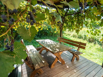 Bild 51 aus  Winzerhof Küssler, Weinviertel