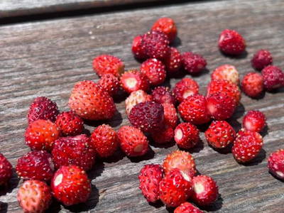 Bild 21 aus  Bio-Bergbauernhof Möslhof