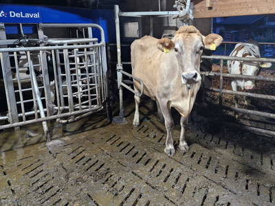 Bild 12 aus  Zillerlehen