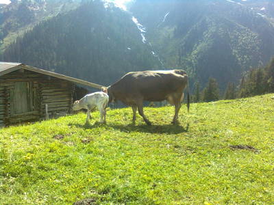 Bild 43 aus  Lichteben