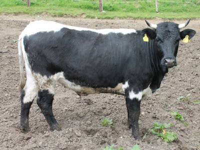 Bild 216 aus  Untererschbaum