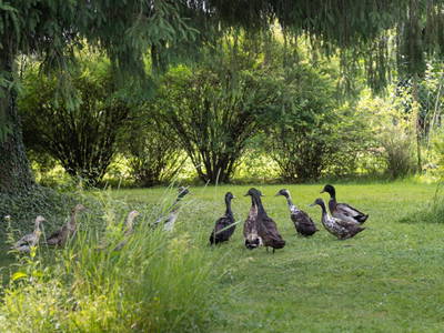 Bild 125 aus  Bio Bauernhof Landhaus Bender Ferienhaus Kellerstöckl