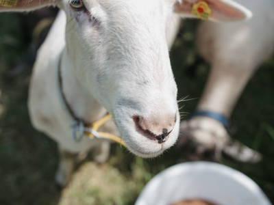 Bild 70 aus  Ferienwohnung Biohof Brandner