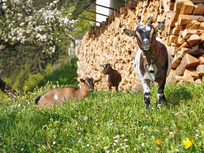 Bild 16 aus  Weberhof am Titisee