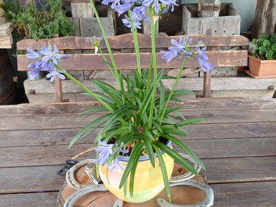 Bild 112 aus  Reiterhof Pfleger