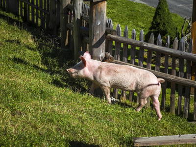 Bild 43 aus  Ederbauer