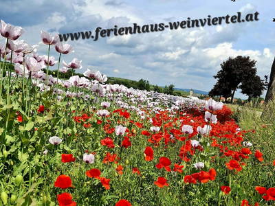 Bild 83 aus  Ferienhaus Weinviertel