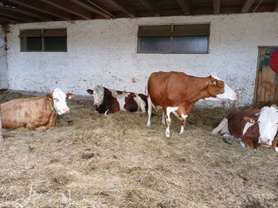 Bild 53 aus  Bio-Bauernhof Vordergschwandtgut