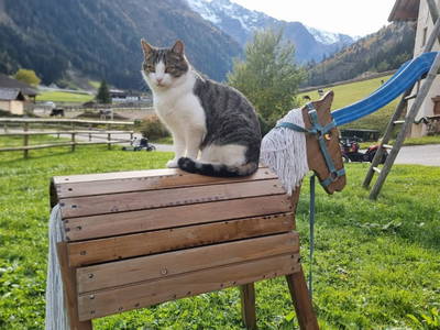 Bild 34 aus  Alfaierhof & Bergheimat
