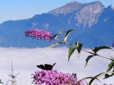 Bild 42 aus  Klinglerbauer