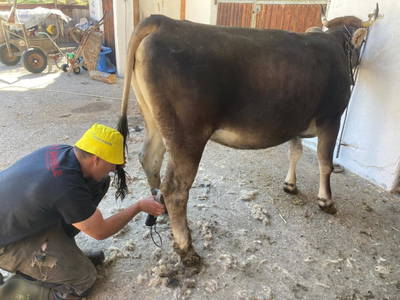 Bild 41 aus  Alfaierhof & Bergheimat