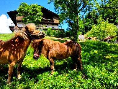 Bild 103 aus Baby und Kinderbauernhof Happmannhof