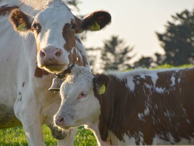 Bild 36 aus  Biohof Heidegger