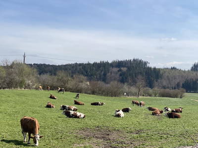 Bild 209 aus  Pimperlhof