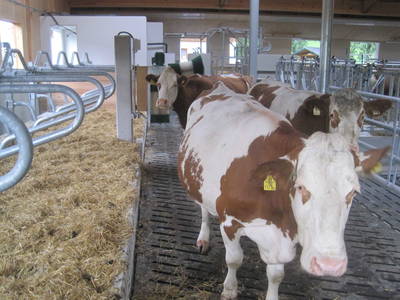 Bild 68 aus  Taxengut