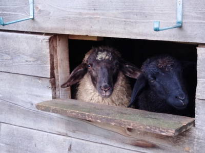 Bild 256 aus  Bräuhauser