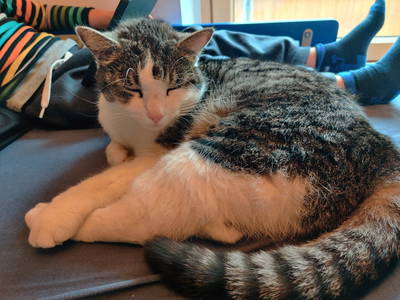 Bild 28 aus  Biohof Viertl