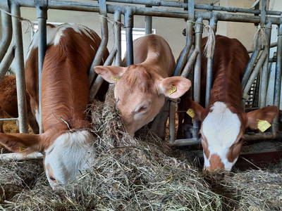Bild 26 aus  Simmernhof - Familienurlaub auf dem Bauernhof