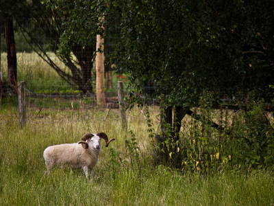 Bild 10 aus  Ferienhaus Mira Belle