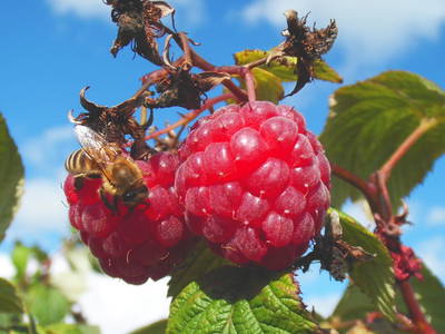 Himbeeren