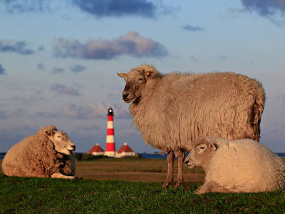 Bild 7 aus  Kirchspielkrug Landhotel und Restaurant