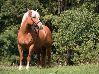 Bild 8 aus  Gutshof Hungerburg
