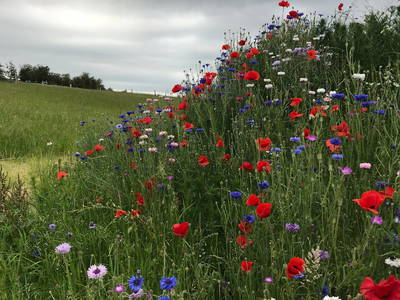 Bild 11 aus  Nordgården- Ferien auf dem Land