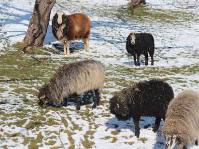 Bild 6 aus  Landhof Orf