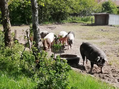 Bild 10 aus  Ferienhof Hasseler