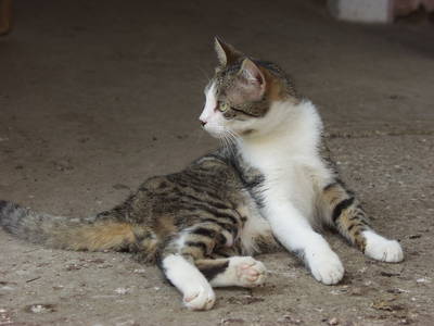 Bild 19 aus  Mayerhof