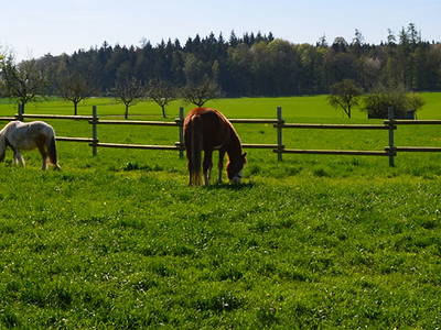 Bild 33 aus  Ferienhof Buchberger