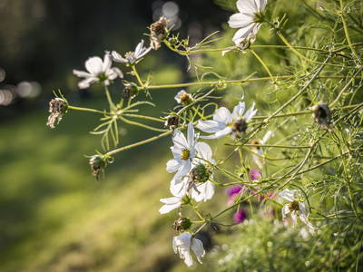 Bild 37 aus  Urlaub am Regen - Biobauernhof Dirnberger
