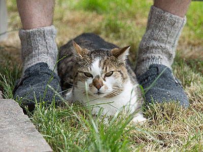 Bild 10 aus  Matheishof