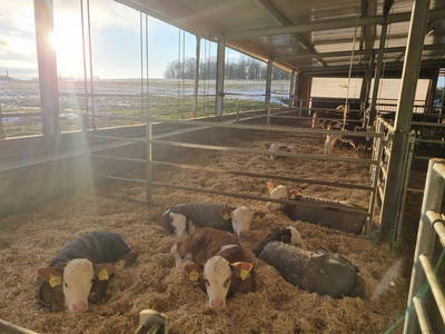 Bild 28 aus  Bauernhof Härtel