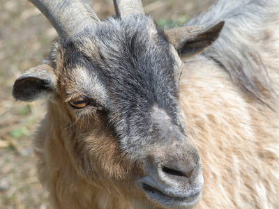 Bild 37 aus  Hof Schlossblick  " der etwas andere Bauernhof "