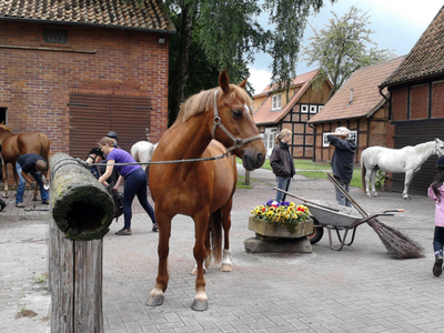 Bild 11 aus  Reitsport Wikner