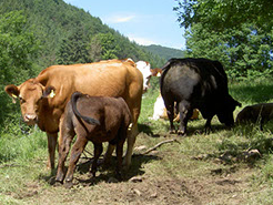 Bild 9 aus  Vorderhof