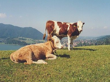 Bild 8 aus  Oberleitenhof