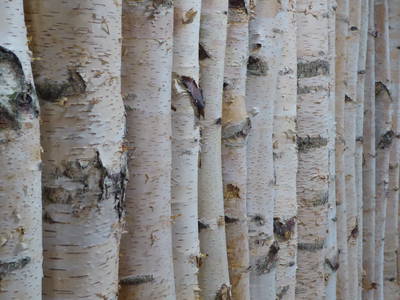 Bild 56 aus  Ferienhaus Gut Rattelvitz-INSEL RÜGEN