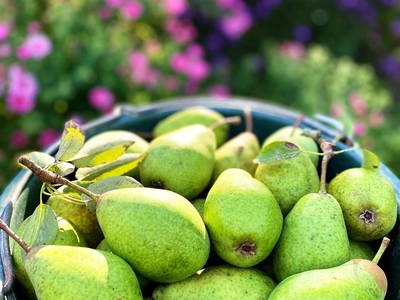 Bild 24 aus  SchleinersHof