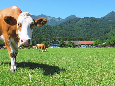 Bild 5 aus  Großrachlhof