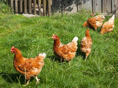 Bild 6 aus  Hagenauer Hof