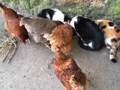 Bild 12 aus  Ferienhof Messer  Bauernhofurlaub  Ostseenähe  Ponys