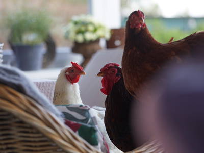 Bild 21 aus  Sande 7