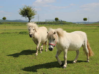 Pony Flocke & Mutter Gonny